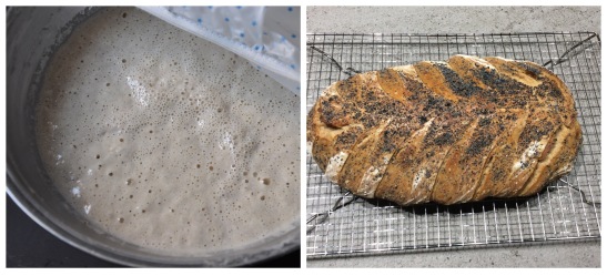 from starter to bread